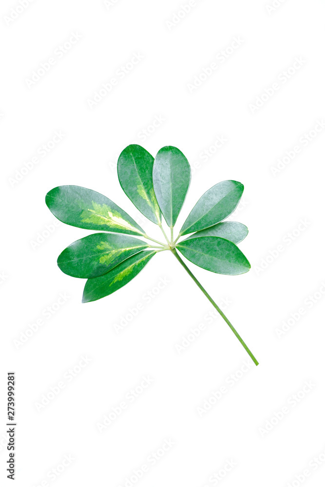 Real Schefflera Octophylla leaves decorating for composition design.Tropical,botanical nature concepts ideas Real Schefflera Octophylla leaves decorating for composition design.Tropical,botanical nature concepts ideas