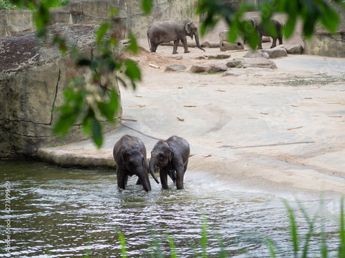 Photography elephants in the river
