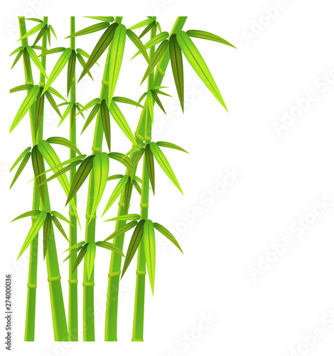 Green bamboo stalks and leaves on a white background with copy space. Vector illustration.