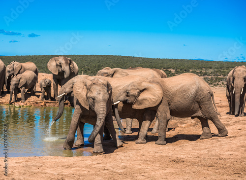 Elephant’s herd at water hole, South Africa