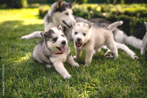 Little husky puppies playing in the garden
