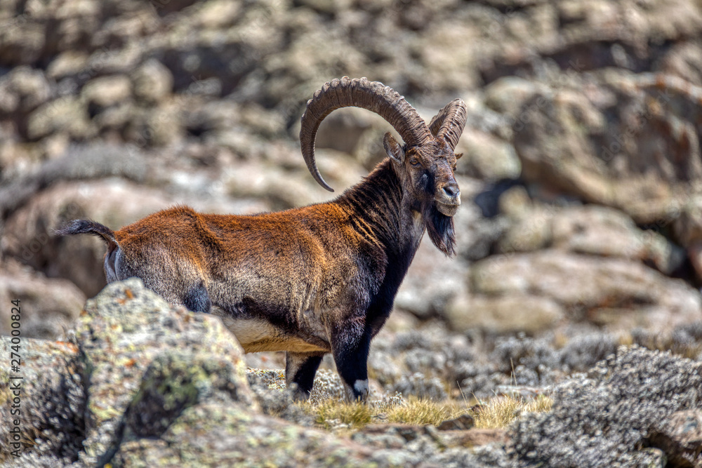 Very rare Walia ibex, Capra walia, one of the rarest ibex in world. Only about 500 individuals survived in Simien Mountains National park in Northern Ethiopia, Africa