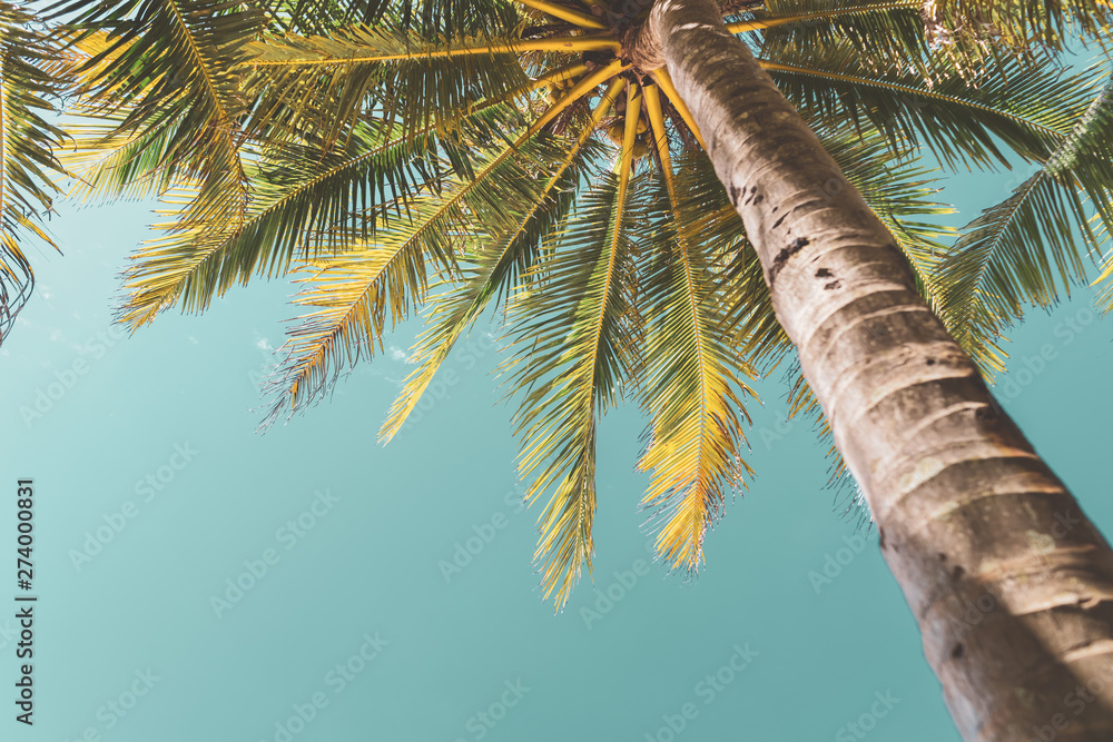Naklejka premium Copy space of tropical palm tree with sun light on sky background.