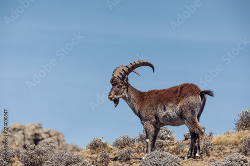 Very rare Walia ibex  Capra walia  one of the rarest ibex in world. Only about 500 individuals survived in Simien Mountains National park in Northern Ethiopia  Africa