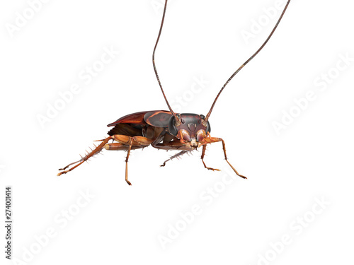 Cockroach crawling on the floor 3d render on white background no shadow © Oleh