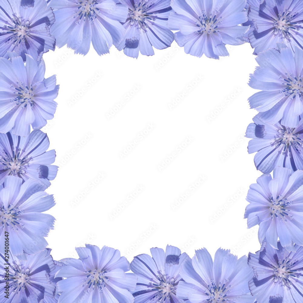 Beautiful floral background of chicory. Isolated Beautiful floral background of chicory. Isolated