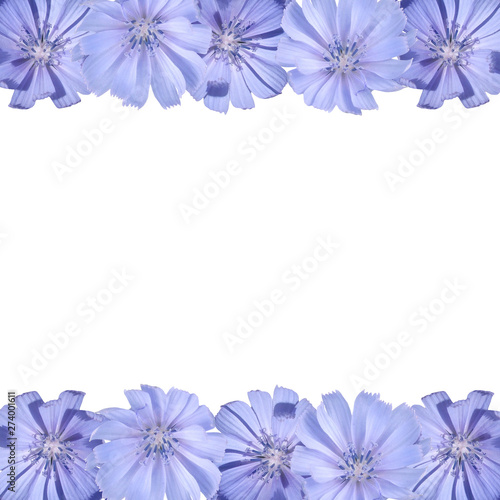 Beautiful floral background of chicory. Isolated