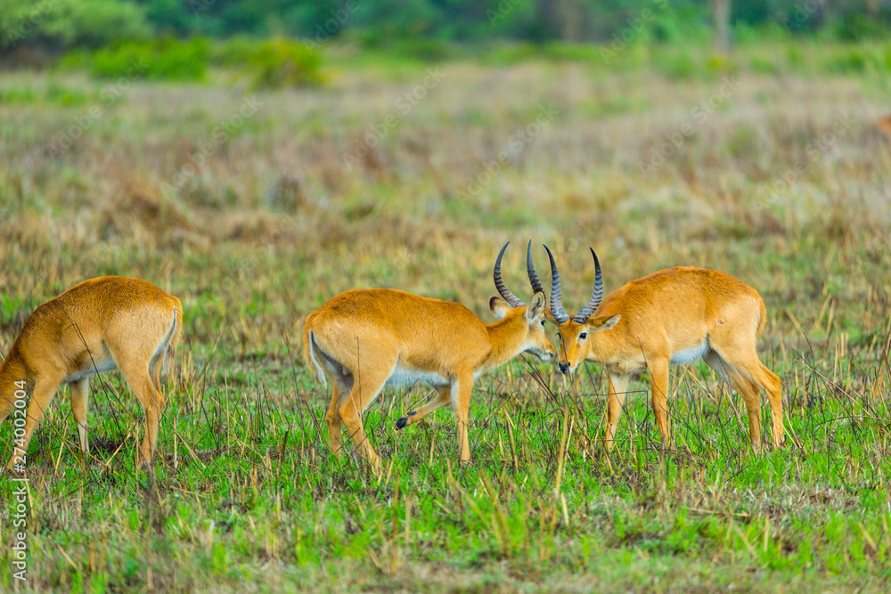 Puku (Kobus vardonii), Kasanka National Park, Serenje, Zambia, Africa Puku (Kobus vardonii), Kasanka National Park, Serenje, Zambia, Africa