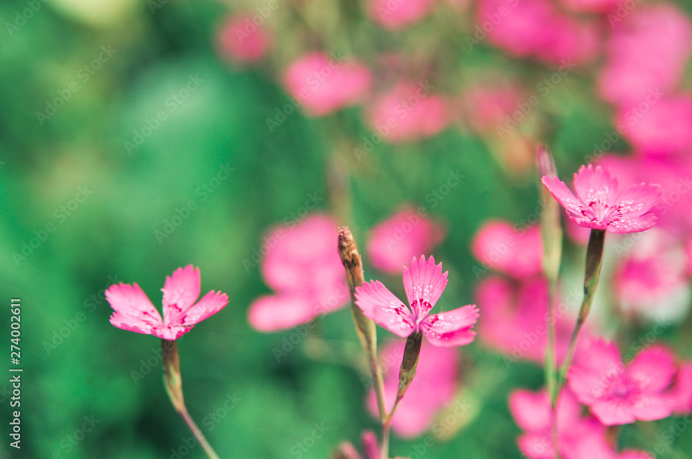 Pink little flowers of garden carnation plant. Lanshaft design. Pink little flowers of garden carnation plant. Lanshaft design.