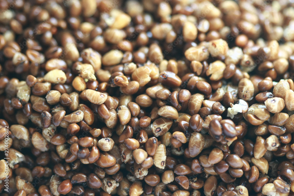 Fototapeta premium Breeding Chinese morning glory seeds , closeup , microgreen organic vegetable farm