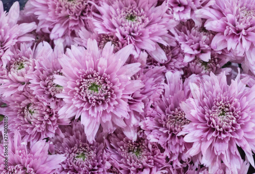 Beautyful soft pink or purple mums flowers is blooming in bouquet at flower market,blur background