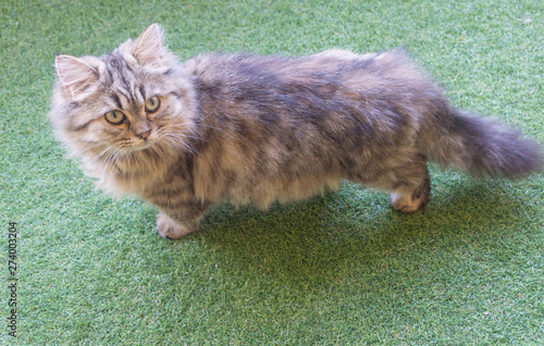 Close up brown tabby American shorthair cat stare upper and sitdown on grass,young cat lovely pet,so cute,isolated background,Scottish Fold photo