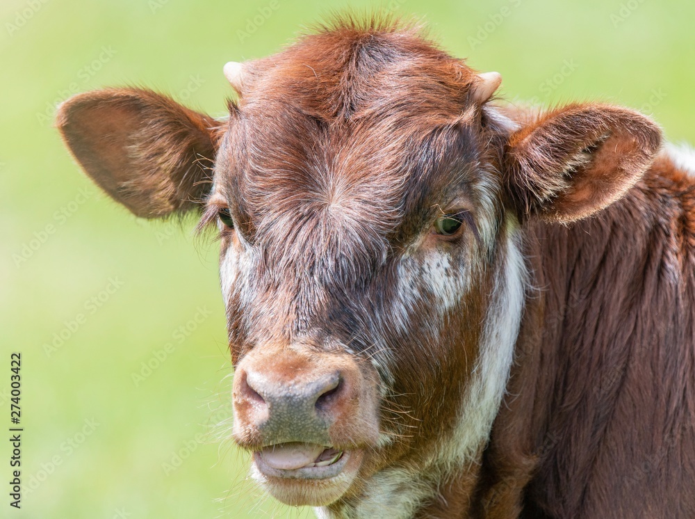 Close up photo of Longhorn Cattle in the UK Close up photo of Longhorn Cattle in the UK