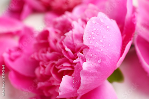 Beautiful peony flower with water drops, closeup