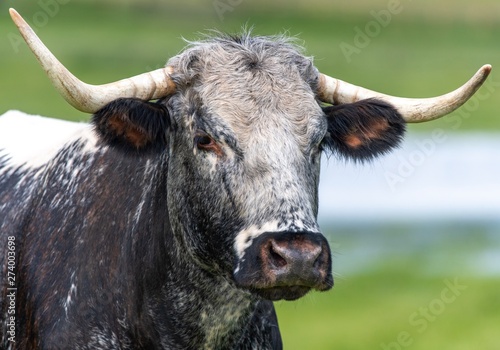 Close up photo of Longhorn Cattle in the UK