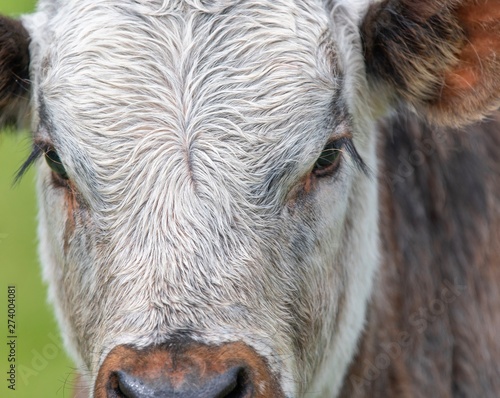 Close up photo of Longhorn Cattle in the UK