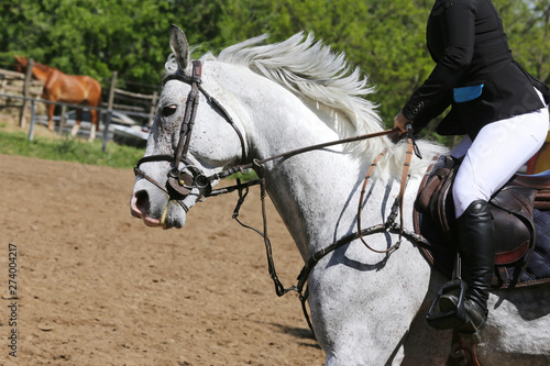 Head shot closeup of a beautiful award winner racehorse © acceptfoto