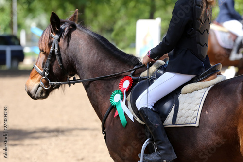 Head shot closeup of a beautiful award winner racehorse © acceptfoto