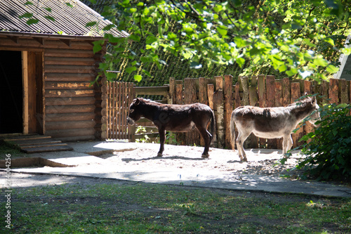Photos two donkeys turned away from each other
