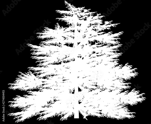 large larch tree isolated on black