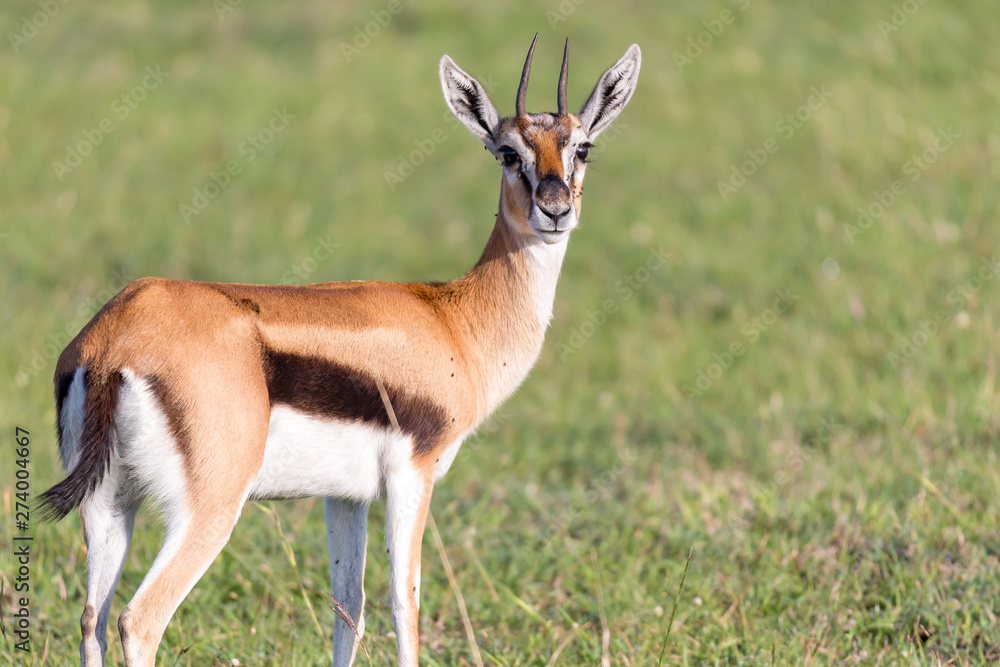 Fototapeta premium Thomson gazelles in the middle of a grassy landscape in the Kenyan savanna