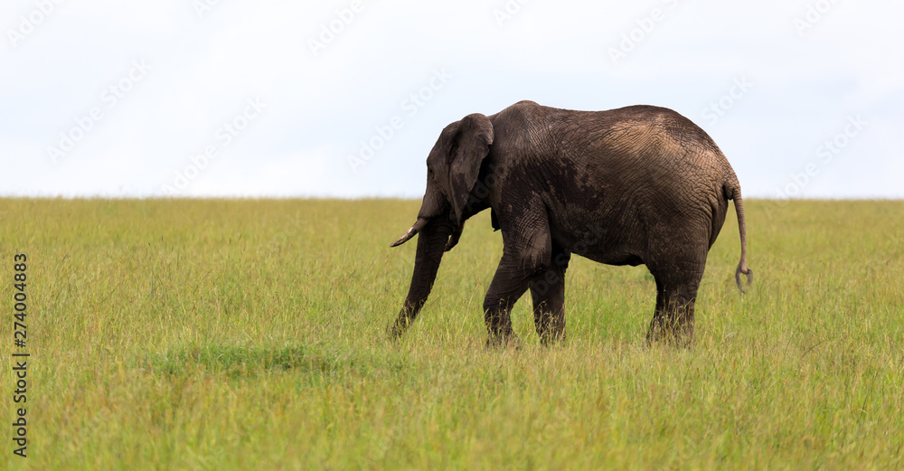 Fototapeta premium A big elephant is standing in the grass in a Kenyan national park