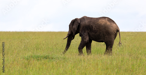 Photography A big elephant is standing in the grass in a Kenyan national park