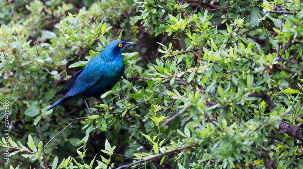 Obraz premium Local Kenyan birds in colorful colors sit on the branches of a tree