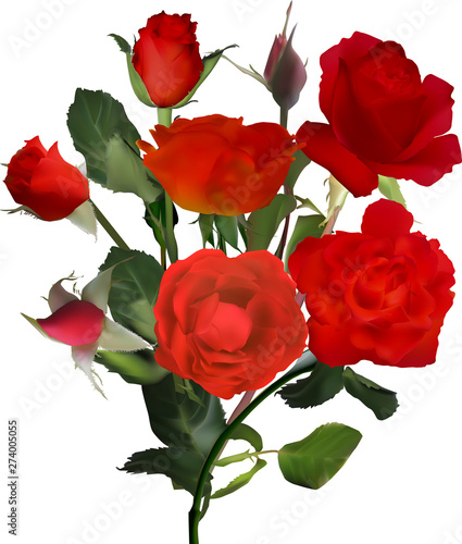 deep red roses bunch isolated on white