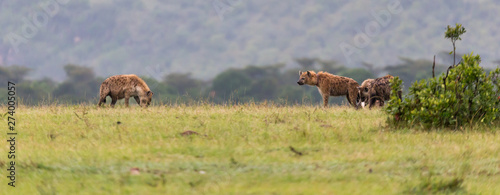 Fototapeta Naklejka Na Ścianę i Meble -  A hyena family hides in the tall grass