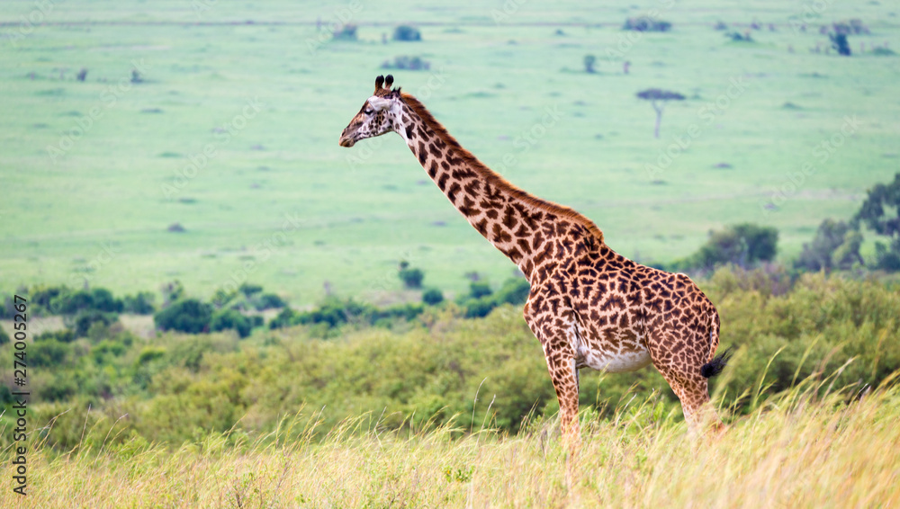 Masai giraffe in the Kenyan savanna on a meadow Masai giraffe in the Kenyan savanna on a meadow