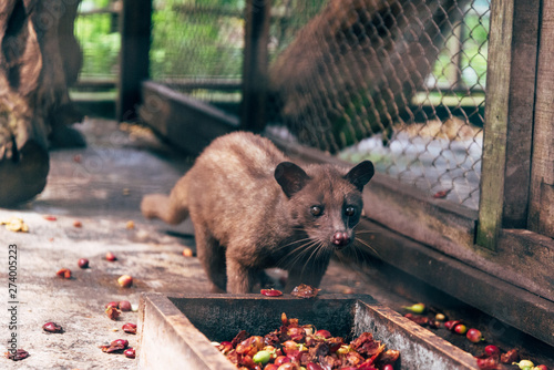 Luwak eating coffee bean
