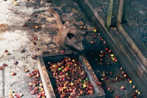 Obraz na płótnie Luwak Coffee