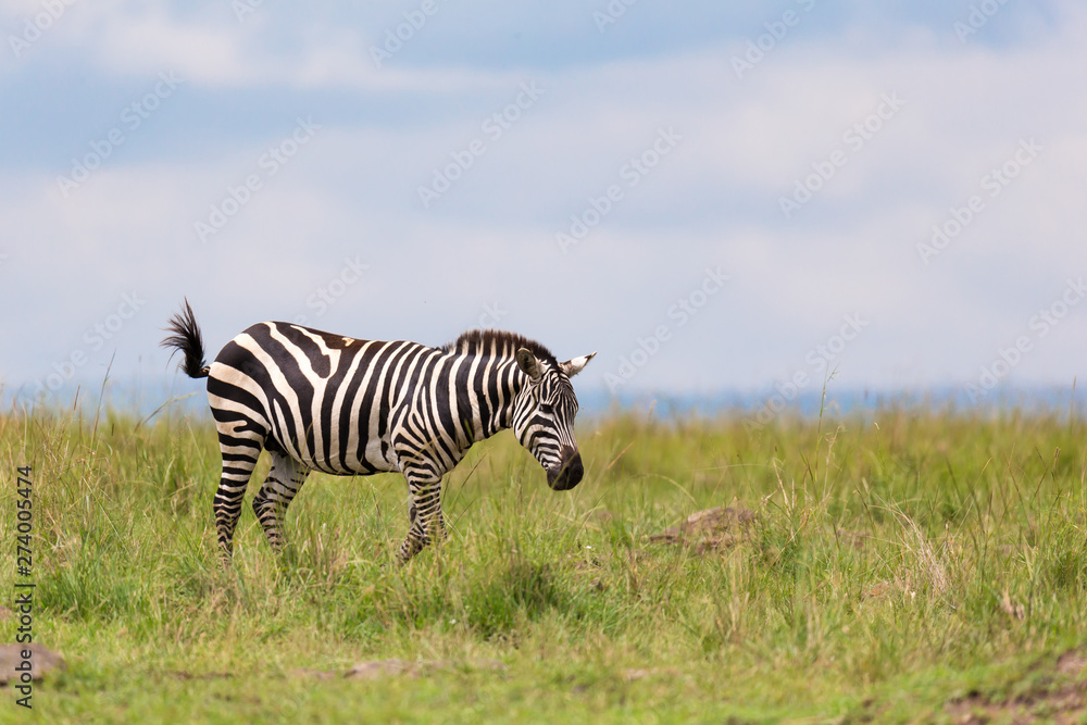 A zebra is browsing on a meadow in the grass landscape A zebra is browsing on a meadow in the grass landscape