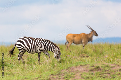 Fototapeta Naklejka Na Ścianę i Meble -  A zebra is browsing on a meadow in the grass landscape