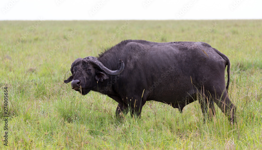 A buffalo is standing in the middle of the meadow in the grass landscape A buffalo is standing in the middle of the meadow in the grass landscape