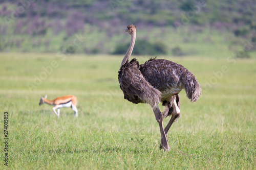 Ostrich birds are grazing on the meadow in the countryside of Kenya
