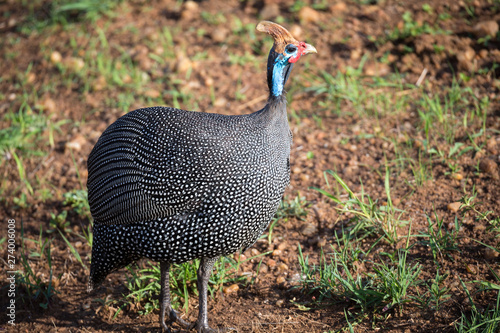 Native birds with spotted plumage in the Kenyan savannah photo