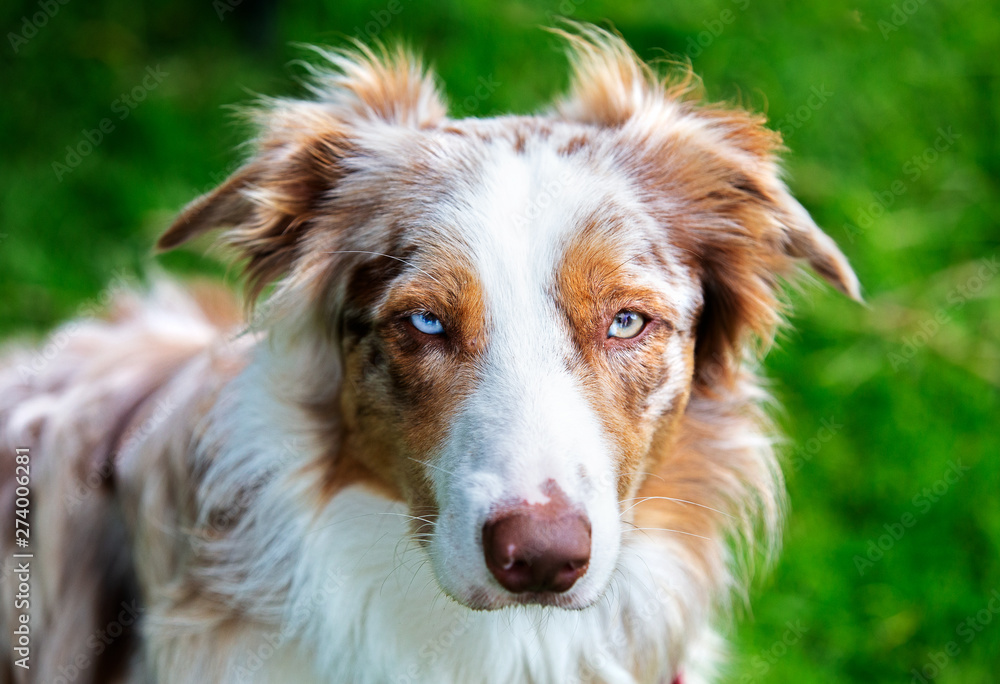 Beautiful red merle border collie with different coloured eyes