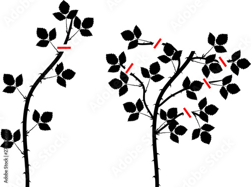Blackberry plant pruning scheme for floricane and primocane isolated on white background