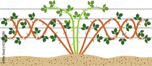 Blackberry plant trellis plan isolated on white background