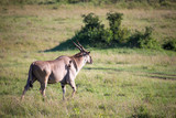 Eland, the largest antelope, in a meadow in the Kenyan savanna