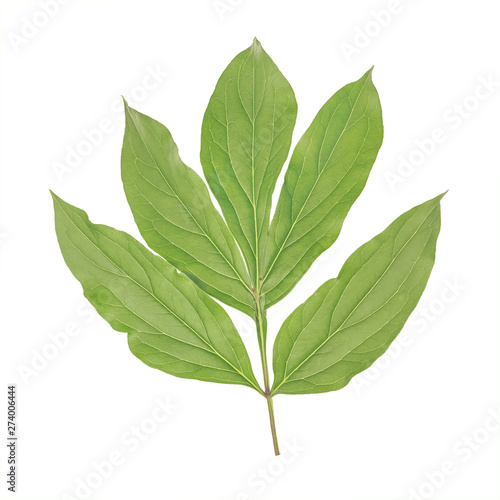 Green leaf of peony isolated on white background