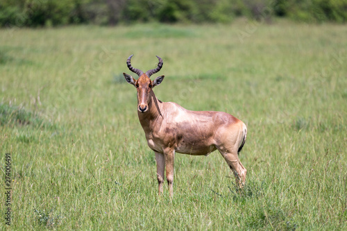 A hartebeest in the savannah of Kenya photo