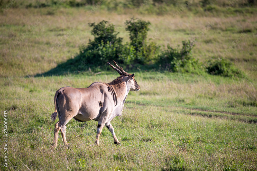 Fototapeta premium Eland, the largest antelope, in a meadow in the Kenyan savanna