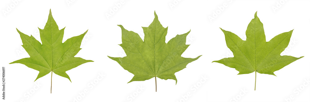 Green leaf of Acer platanoides maple or Acer saccharum isolated on white background. Green leaf of Acer platanoides maple or Acer saccharum isolated on white background.