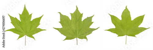 Green leaf of Acer platanoides maple or Acer saccharum isolated on white background.