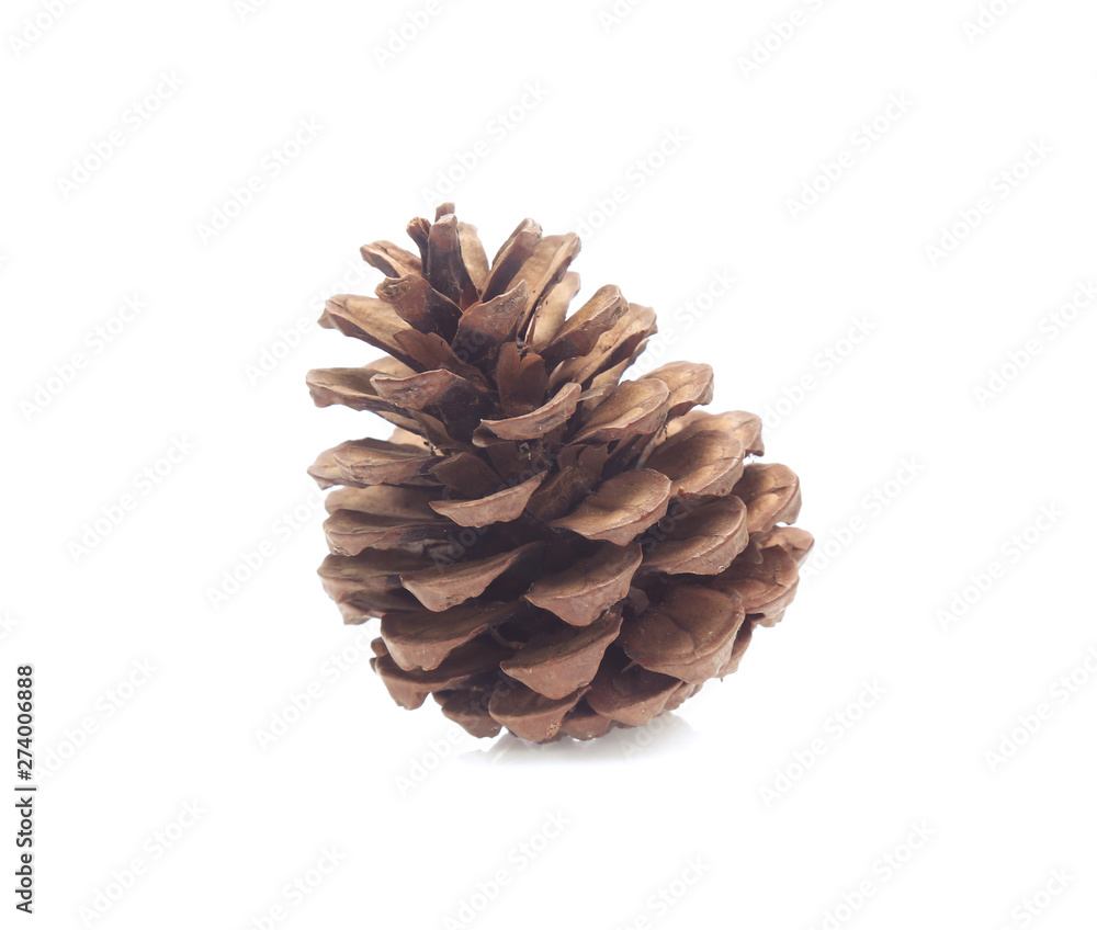 Pine cones isolated on a white background Pine cones isolated on a white background