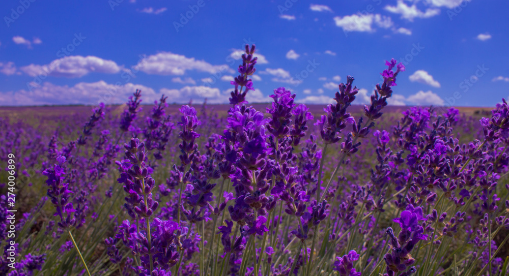 Fototapeta premium lavender field
