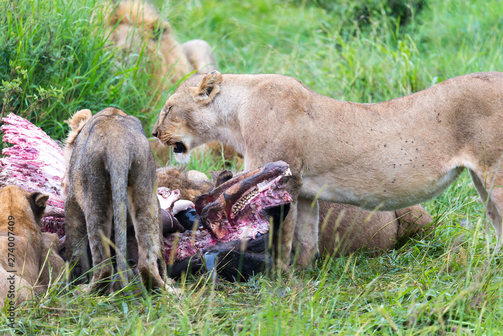 A lion family is eating a buffalo between tall grass A lion family is eating a buffalo between tall grass